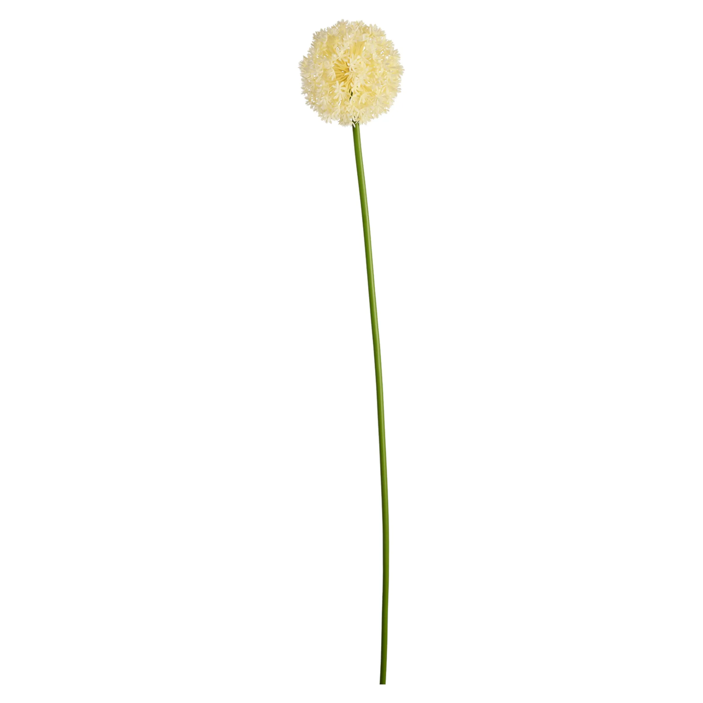 monstera aurea cutting Monstera deliciosa borsigiana variegata aurea (Cutting 1 Leaf)